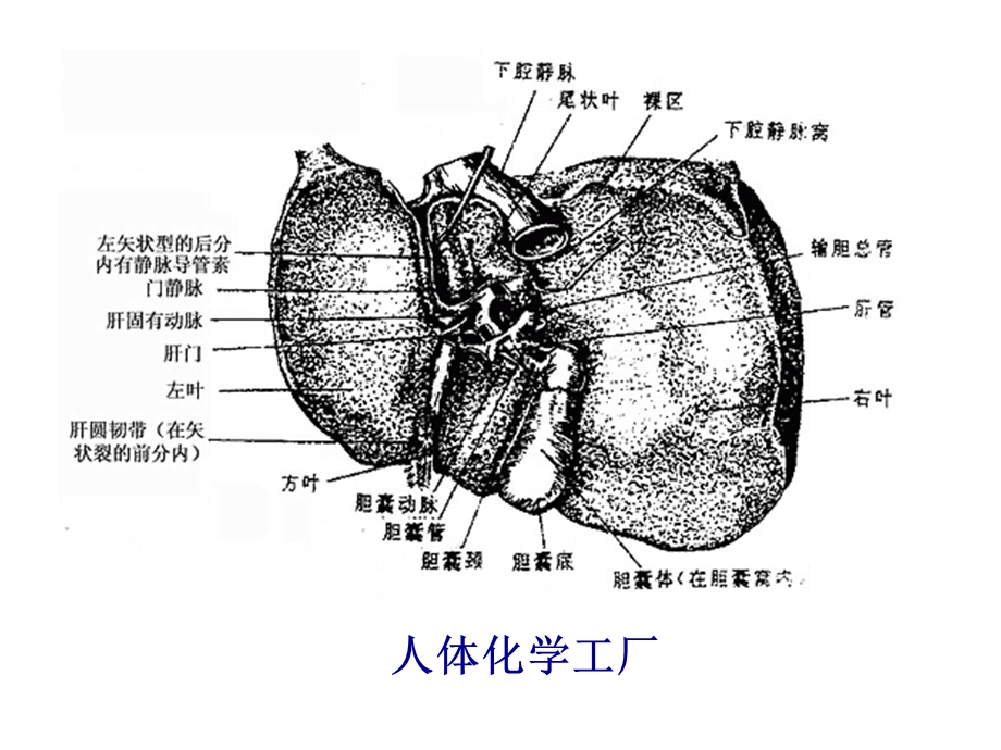 病理生理学-课件.ppt_第2页