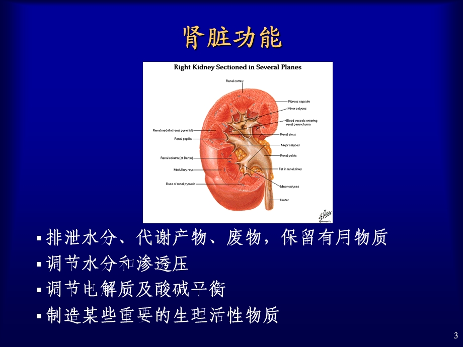 肾脏疾病的实验室检查-课件.ppt_第3页