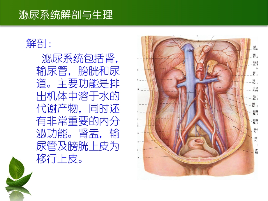 泌尿系结石的诊断及治疗课件.ppt_第3页