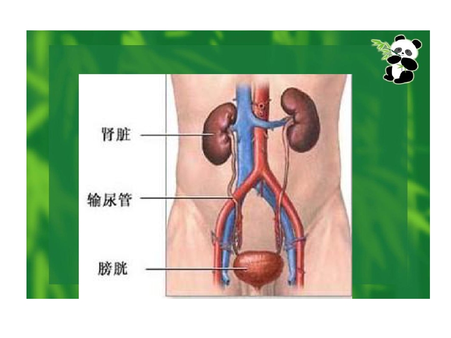 肾源性水肿护理课件.ppt_第2页