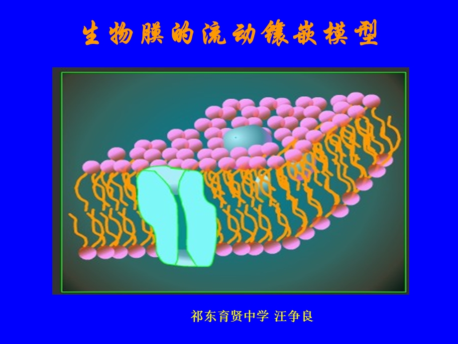 第二节生物膜的流动镶嵌模型课件.ppt_第3页