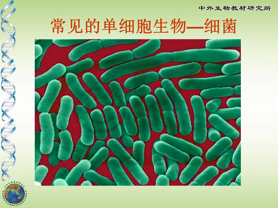草履虫常见的单细胞生物课件.ppt_第3页
