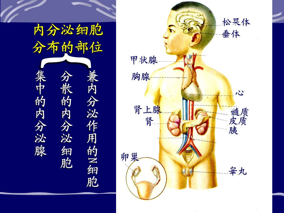 第二版-第十一章内分泌-课件.ppt_第3页