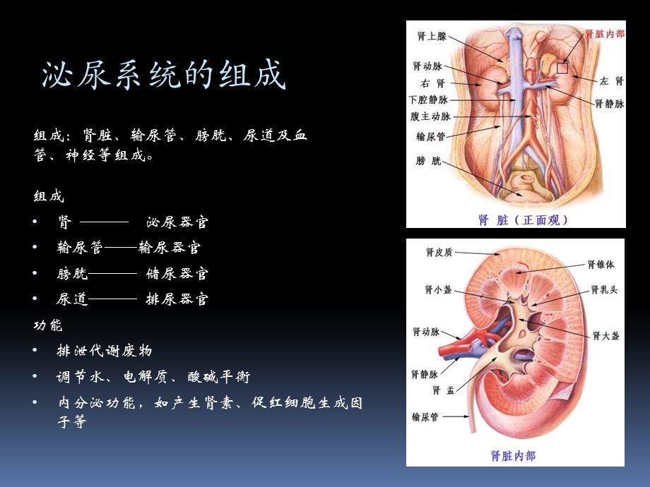 肾脏的发育过程韩飞课件.ppt_第2页