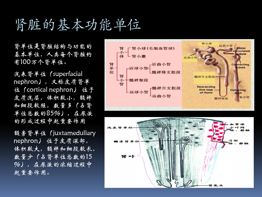 肾脏的发育过程韩飞课件.ppt_第3页