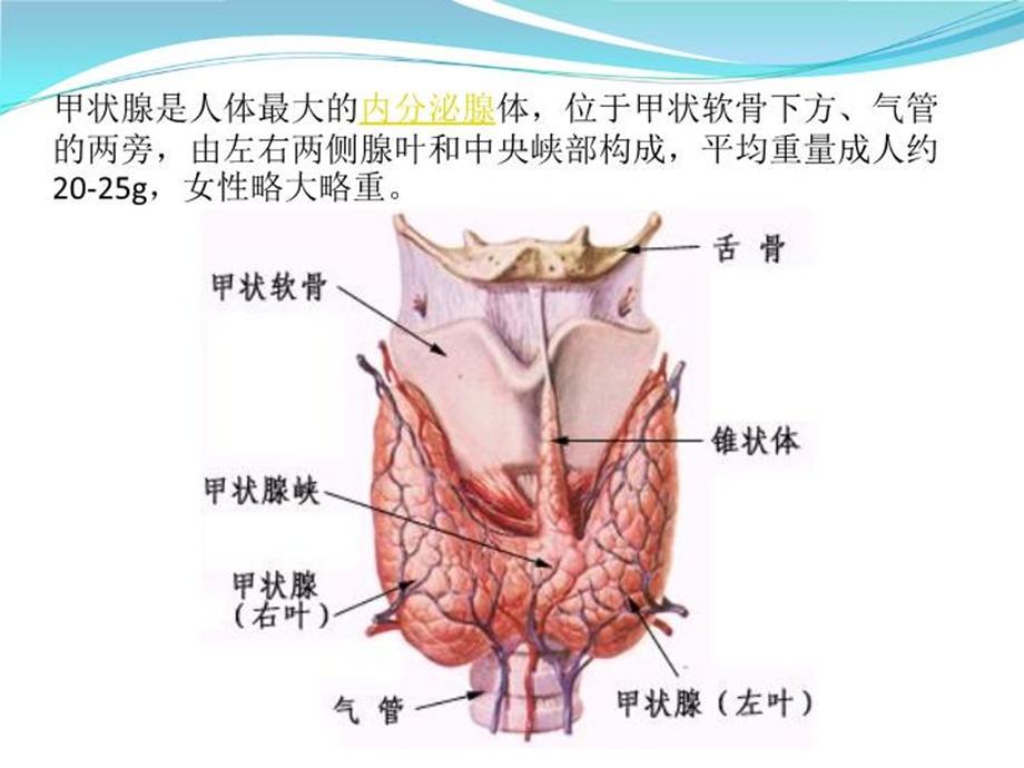 腔镜甲状腺瘤术前术后护理课件.ppt_第3页