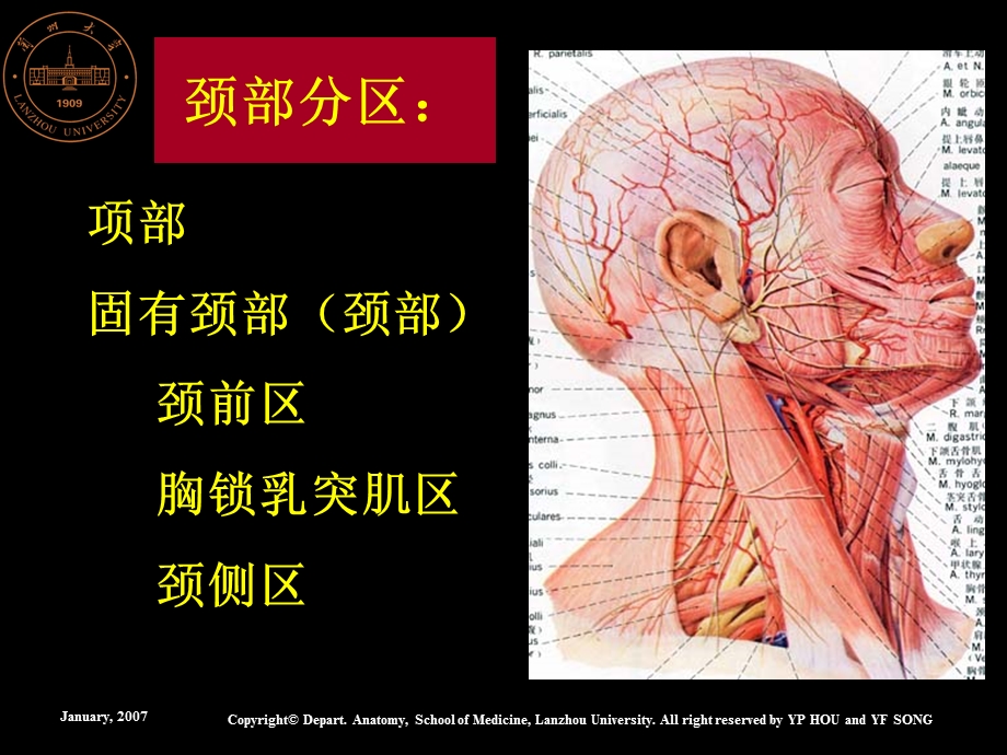 系统解剖学系统解剖学课件.ppt_第3页