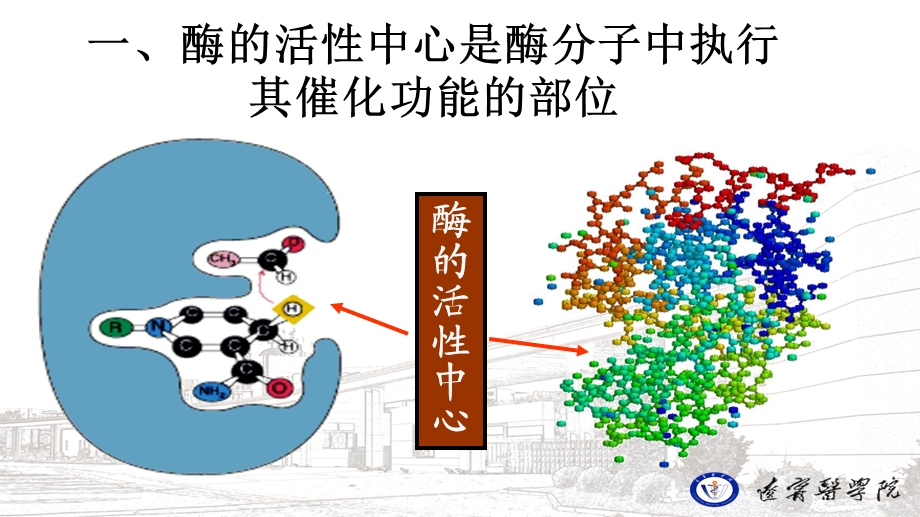 酶的分子结构与功能课件.ppt_第3页