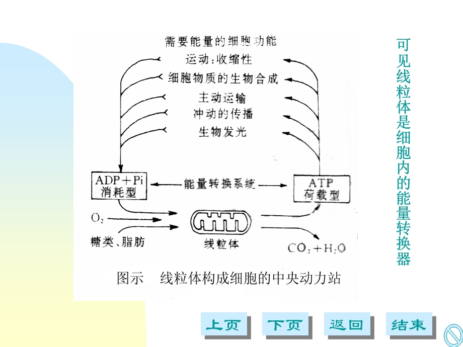 第八章细胞的能量转换课件.ppt_第2页