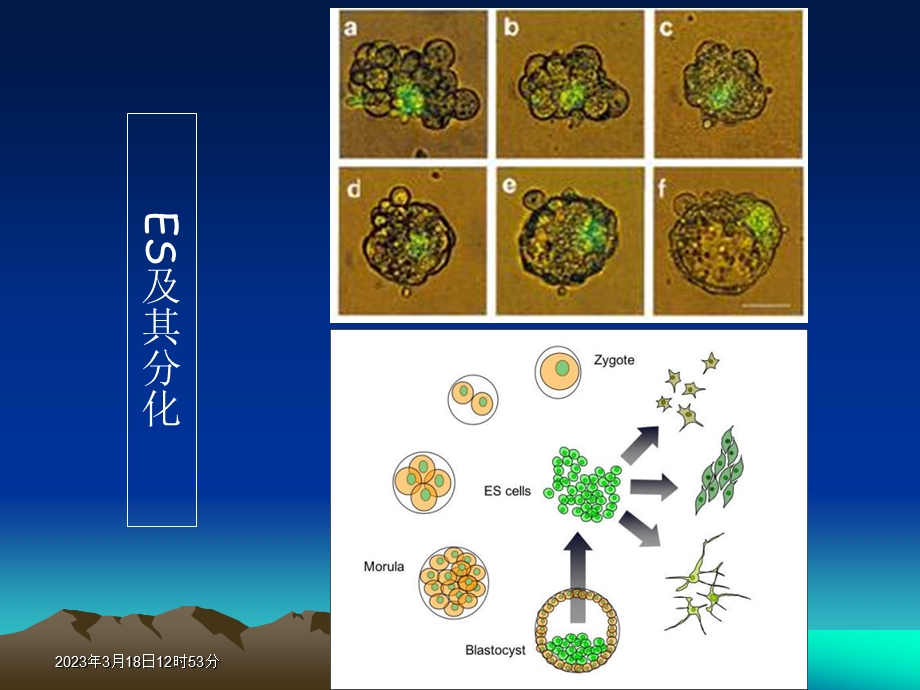 造血干细胞及免疫细胞的生成课件.ppt_第3页