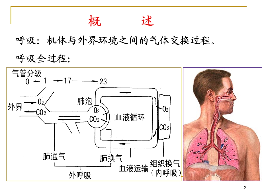 呼吸生理学PPT课件.ppt_第2页