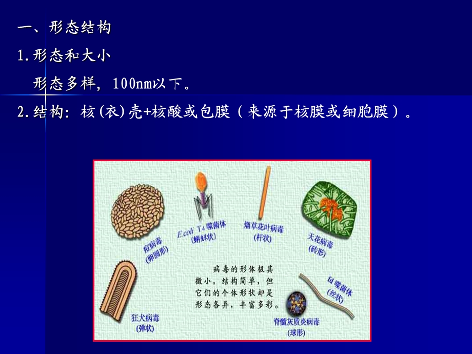 第三章-病毒与亚病毒37265-课件.ppt_第3页