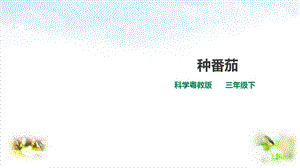 种番茄ppt粤教版课件.ppt