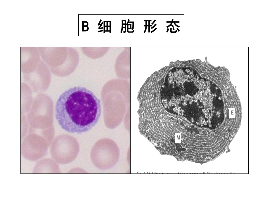 适应性免疫应答B淋巴细胞课件.ppt_第2页