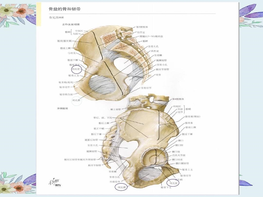 闭孔疝从解剖到临床课件.ppt_第3页