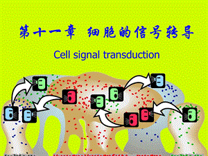 激活蛋白激酶A的活性⑤环腺苷酸磷酸二酯酶课件.ppt