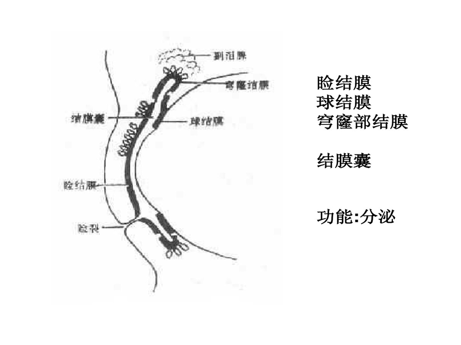 结膜炎病人护理课件.ppt_第2页