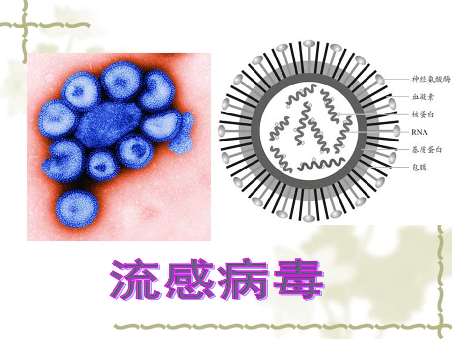 特异性反应免疫应答课件.ppt_第2页