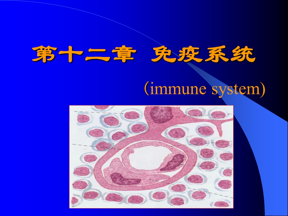 第九章免疫系统课件.ppt_第1页