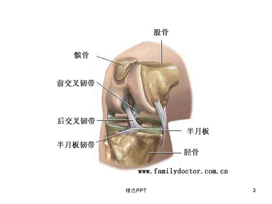 膝关节常见疾病的超声检查课件.ppt_第3页