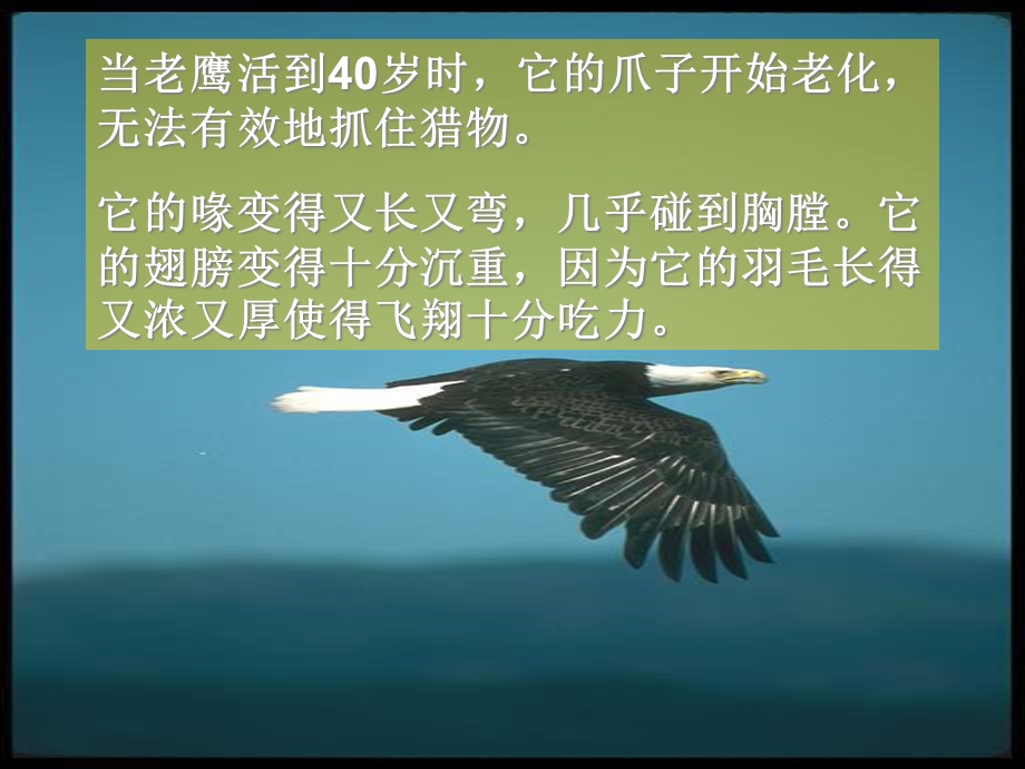 老鹰给我们的启示(动物世界)课件.ppt_第3页