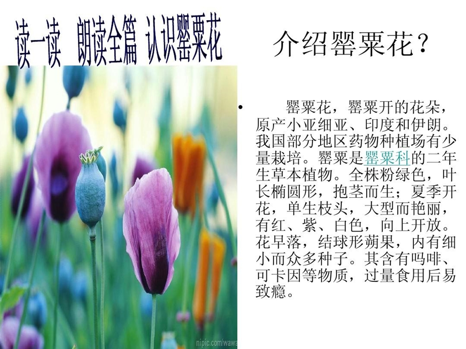 禁毒宣讲罂粟花课件.ppt_第3页