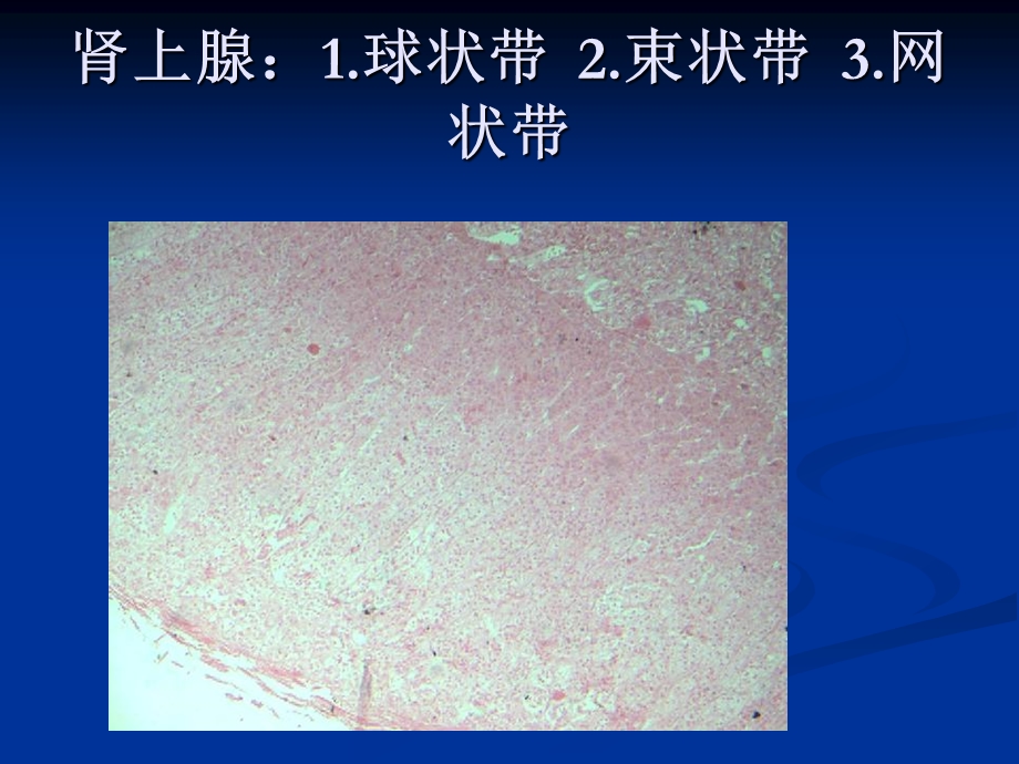 组胚标本考试课件.ppt_第3页