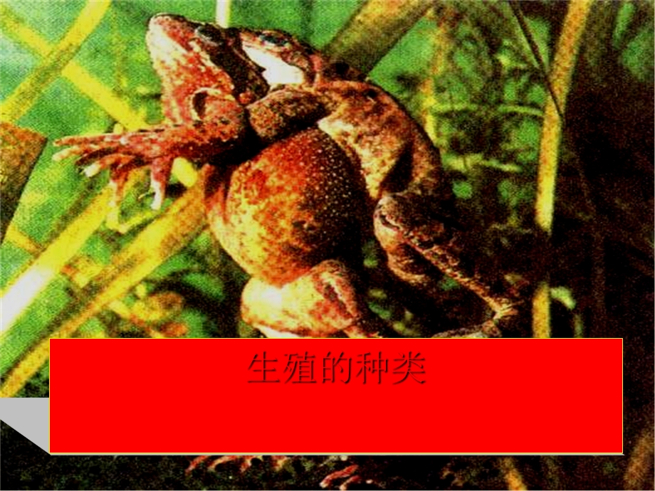 生殖的种类-课件-人教版.ppt_第1页