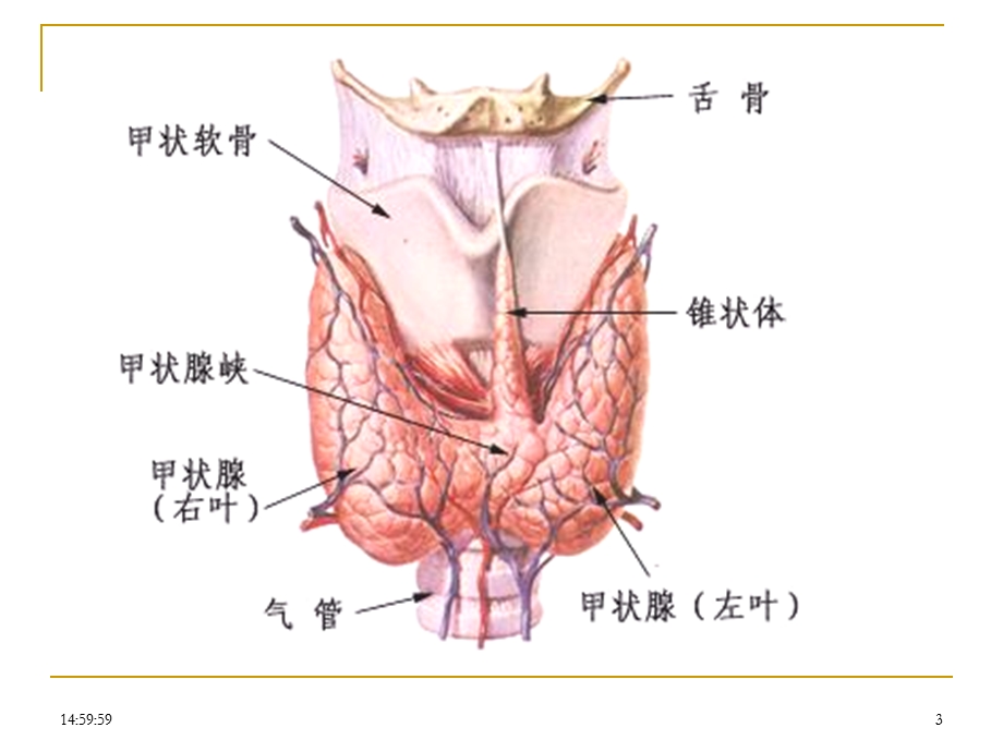 病理学内分泌系统疾病-课件.ppt_第3页