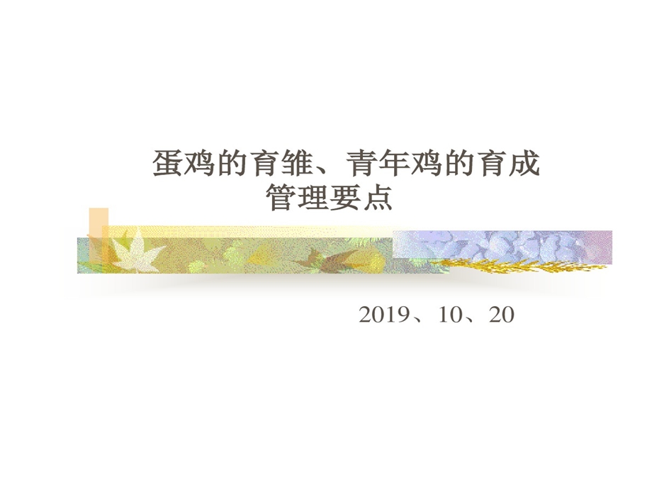 蛋鸡育雏青年鸡课件.ppt_第1页