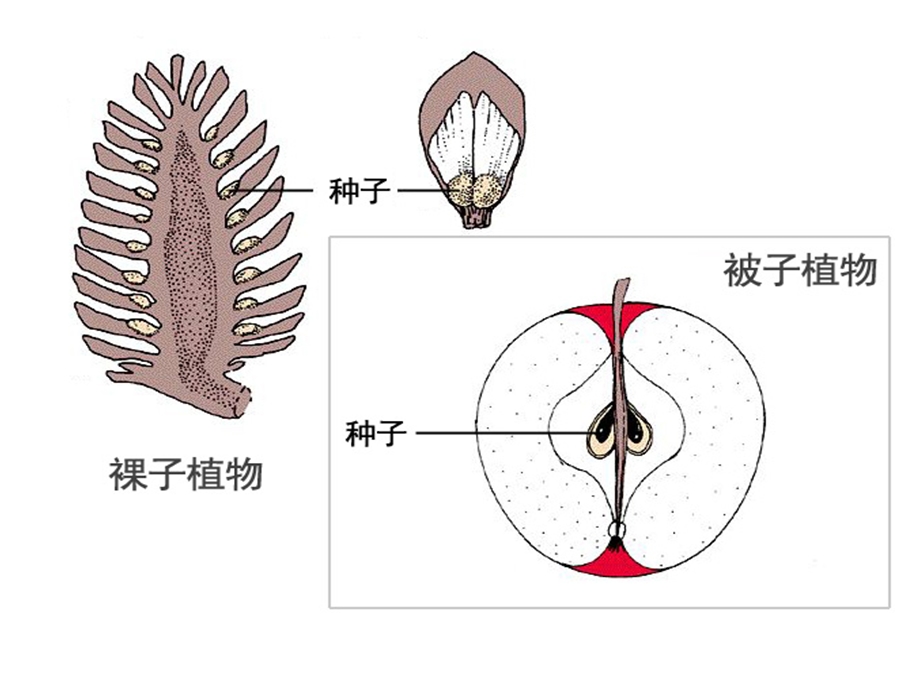 观察种子的结构-初中生物教学ppt课件.ppt_第3页