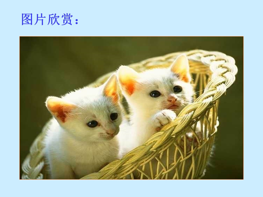 猫课件（人教版）.ppt_第2页