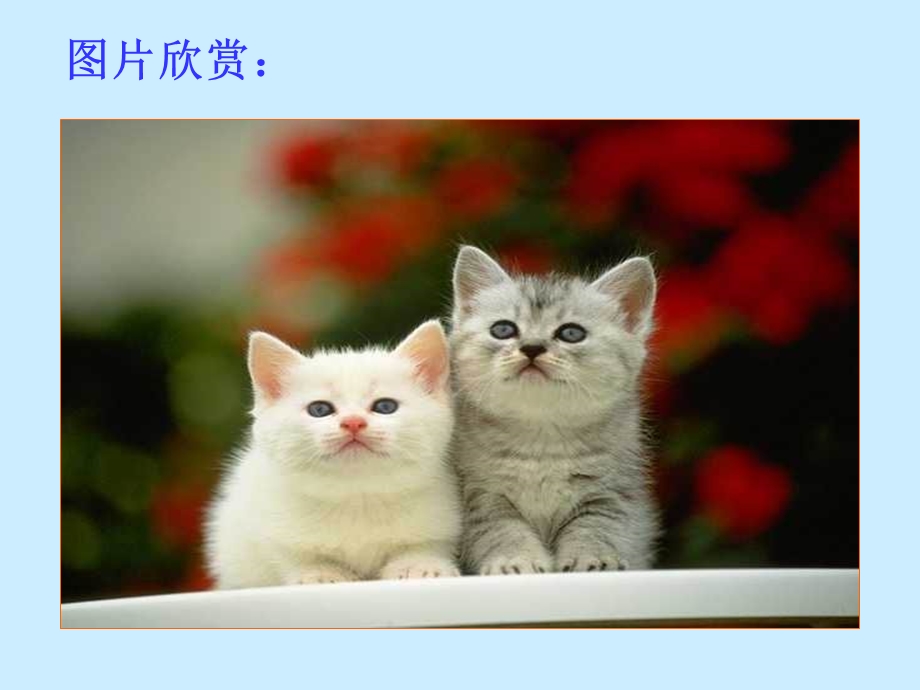 猫课件（人教版）.ppt_第3页