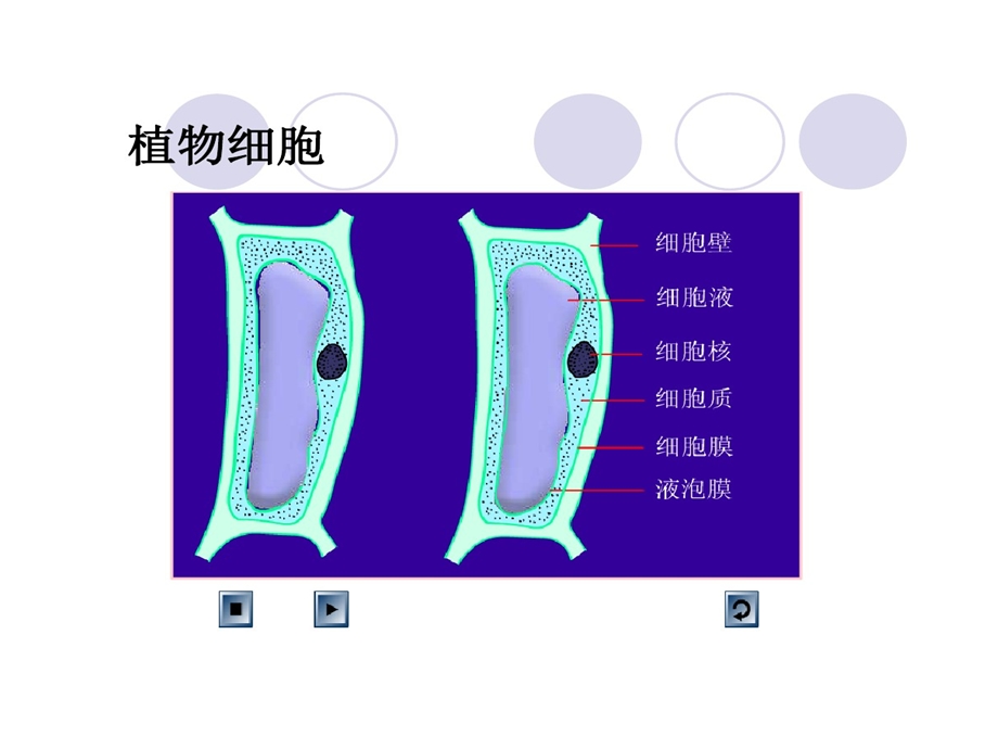 观察植物细胞质壁分离和复原一轮复习课件.ppt_第3页