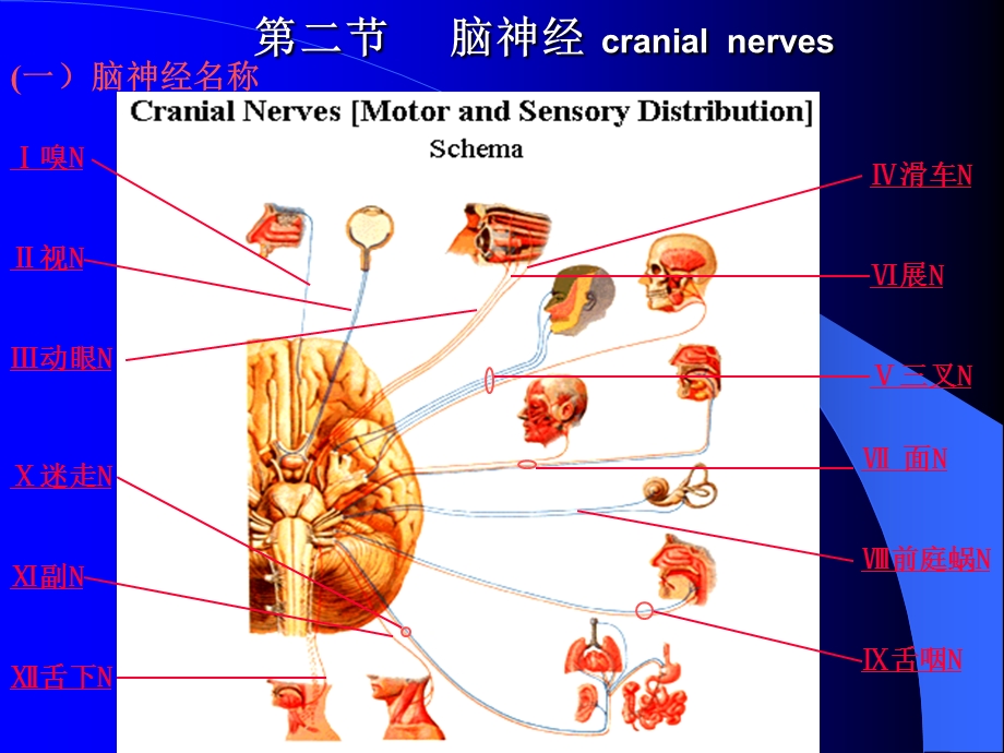 脑神经修改稿-课件.ppt_第1页