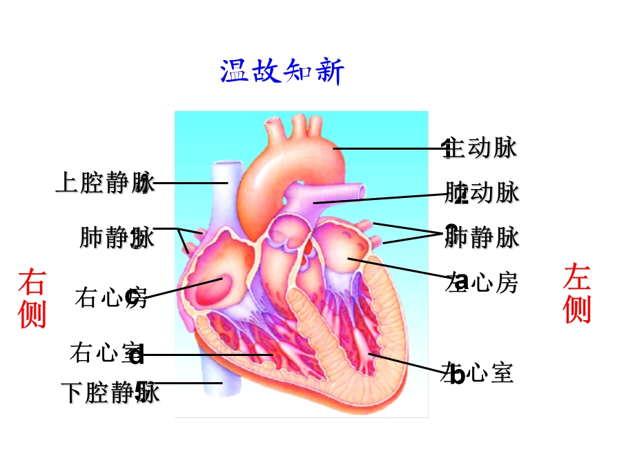 物质运输的途径-课件(4份)-济南版.ppt_第3页