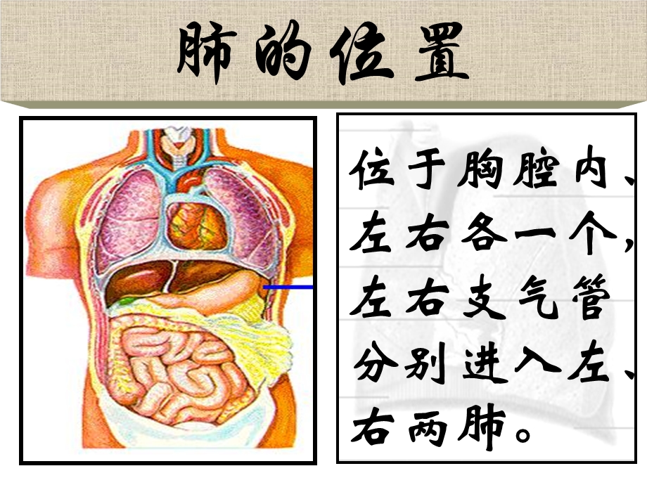 第二节发生在肺内的气体交换课件.ppt_第2页
