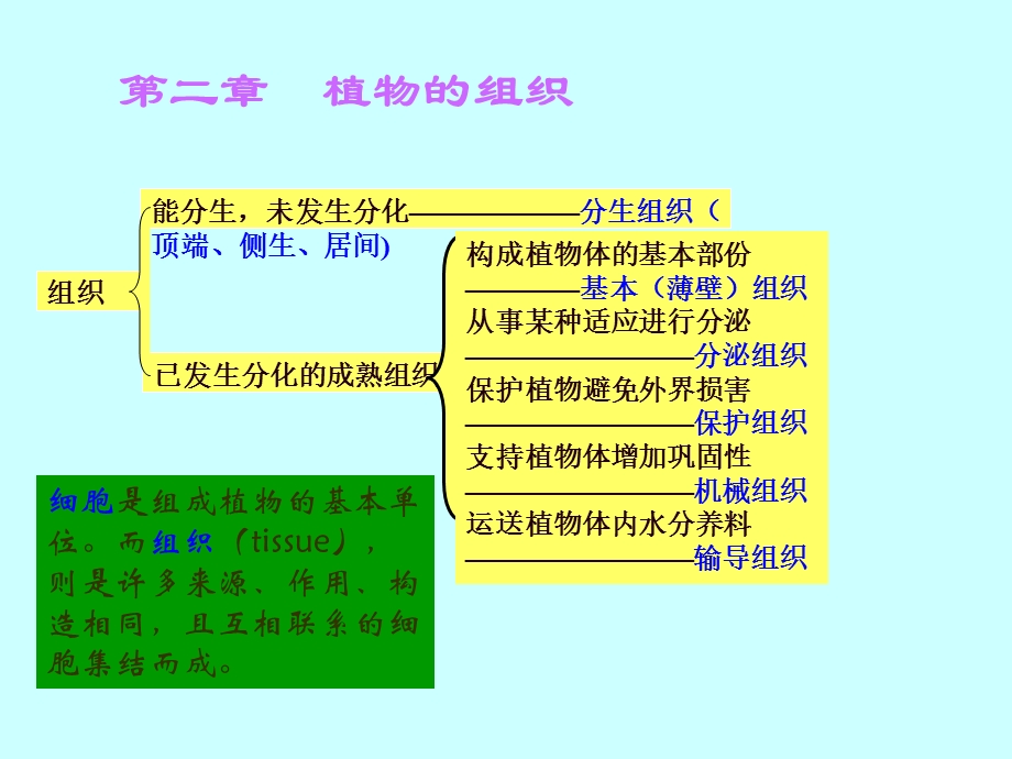 第二章植物的组织课件.ppt_第1页