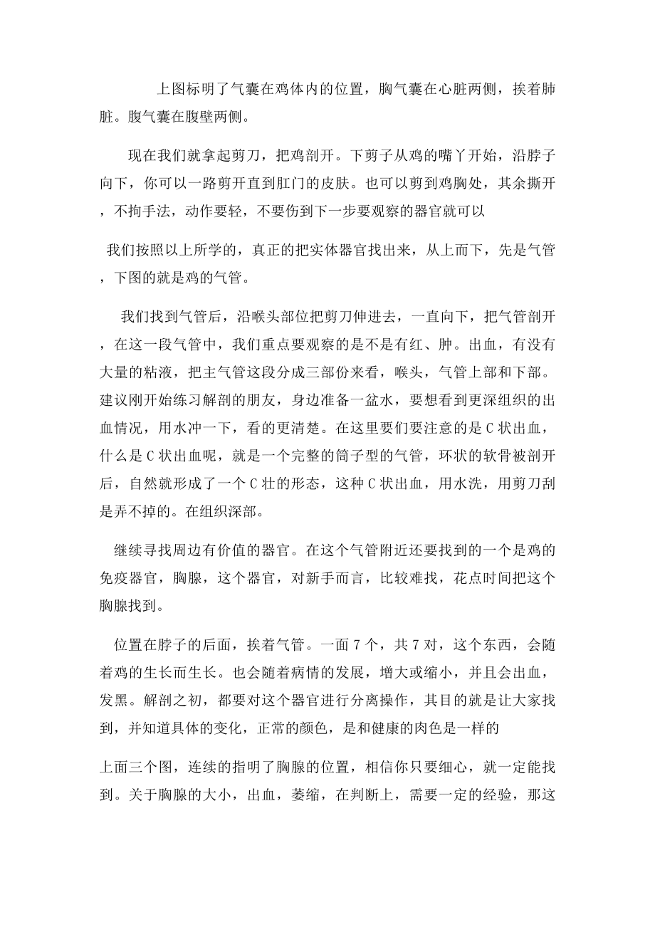 教你如何正确解剖死鸡仔.docx_第3页