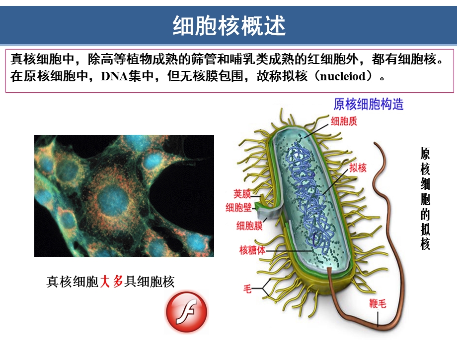 第11章-细胞核与染色质(翟中和第四版)课件.pptx_第2页