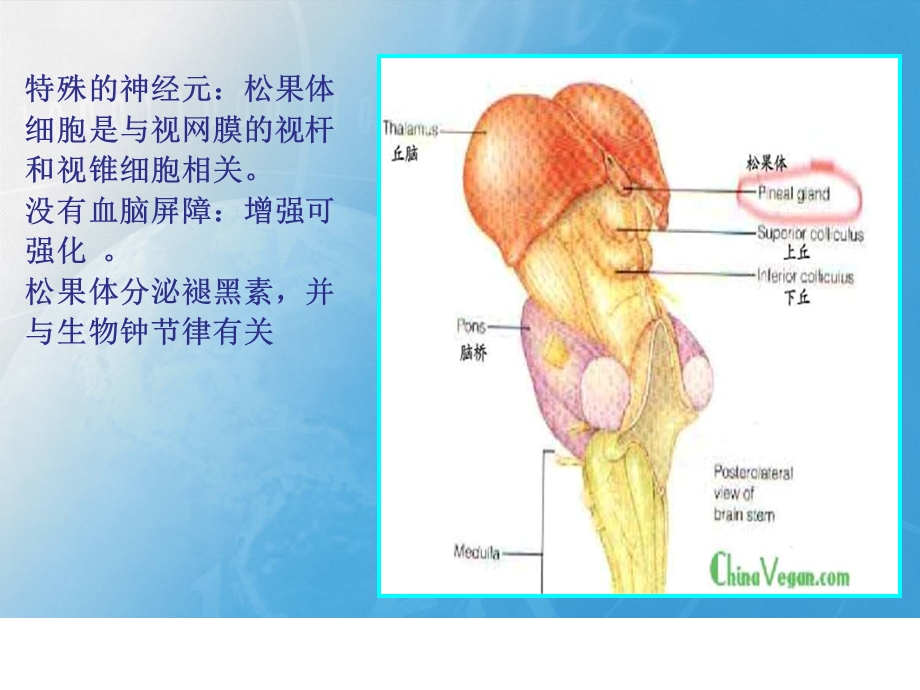 松果体区病变影像学表现-课件.ppt_第3页