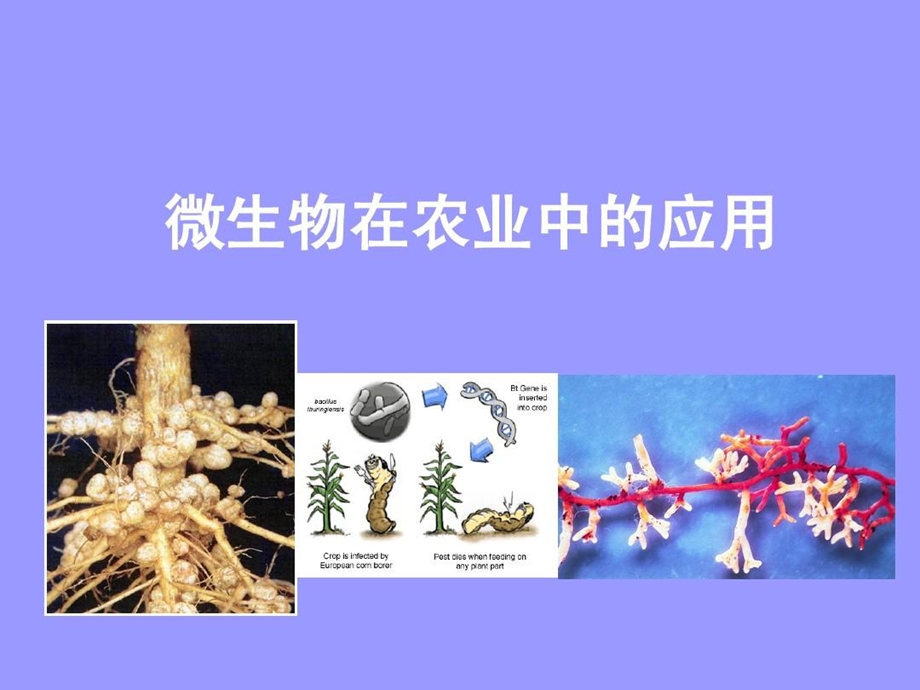 微生物在农业中的应用课件.ppt_第2页