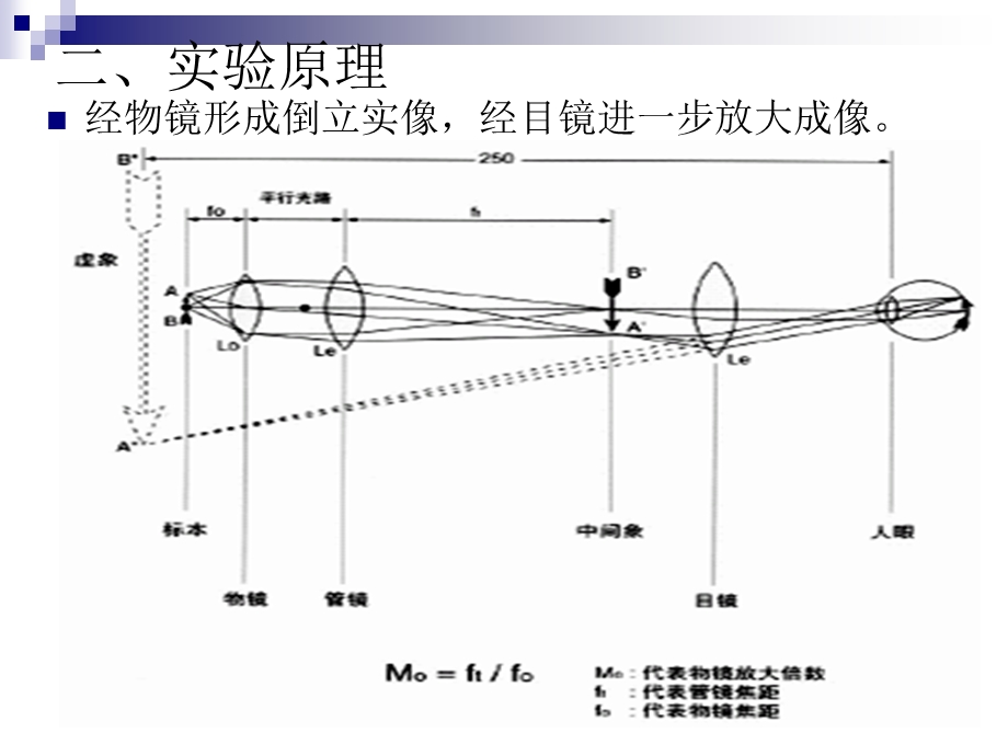 掌握光学显微镜的使用方法课件.ppt_第3页