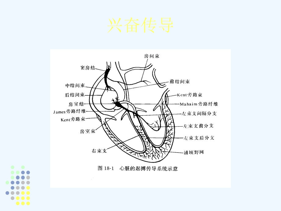 心律失常及药物治疗课件.ppt_第3页