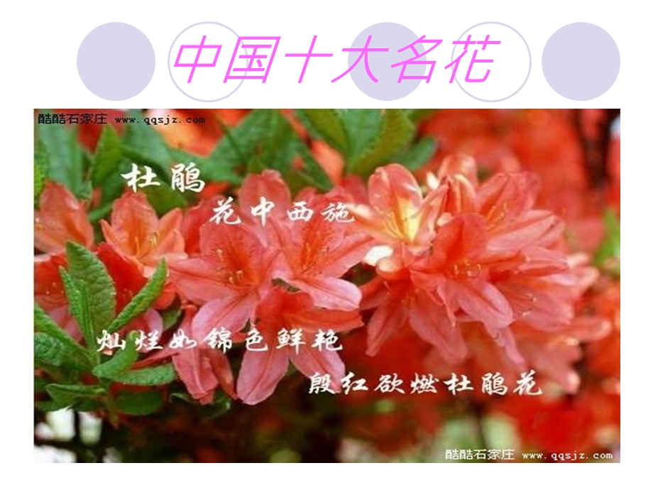 植物的开花和结果-课件 -苏教版.ppt_第2页