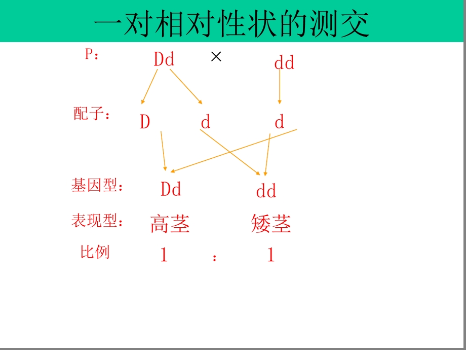 基因的连锁互换规律解析课件.ppt_第2页