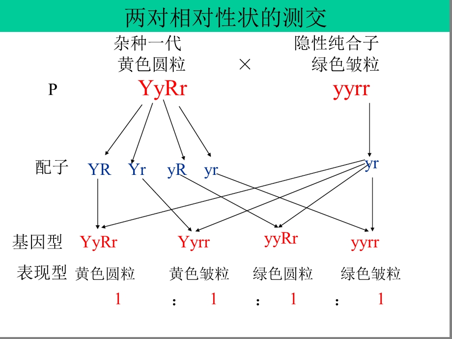 基因的连锁互换规律解析课件.ppt_第3页