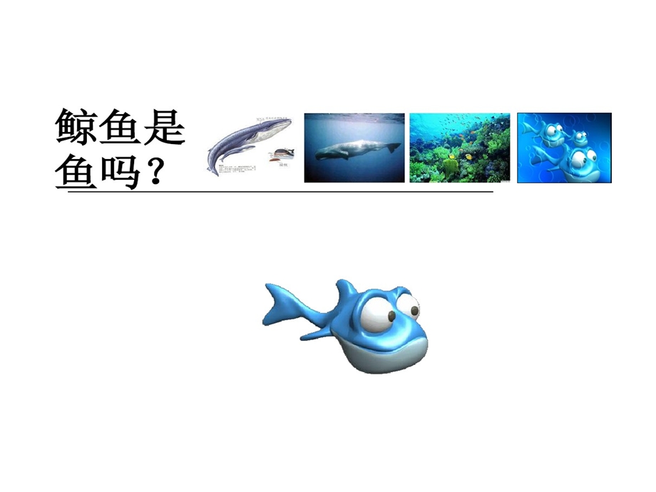 神奇海洋哺乳动物课件.ppt_第3页