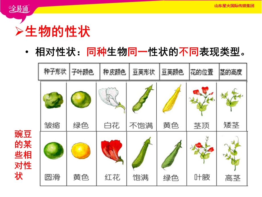 性状的遗传-课件-济南版.ppt_第3页