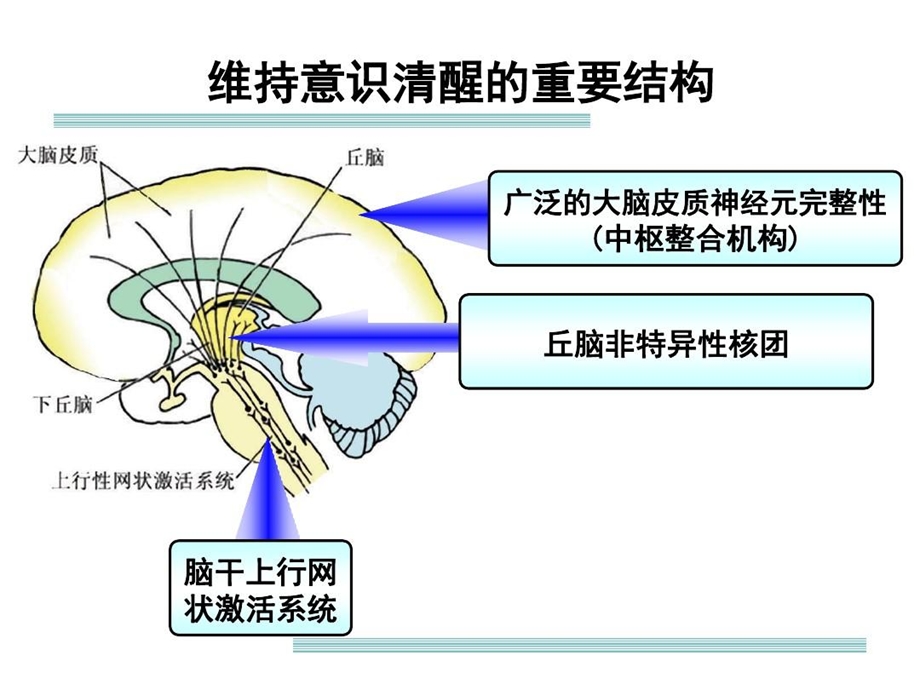 意识障碍的概念及诊疗思路详解课件.ppt_第2页